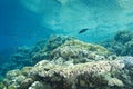 A pristine tropical Table coral reef.