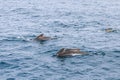 Pristine Andenes waters host pilot whale group with young calf gently cresting the sea surface Royalty Free Stock Photo
