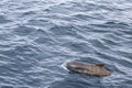 The pristine waters of the Norwegian Sea gently cradle a pilot whale calf