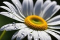 A pristine white daisy with a vibrant yellow center, adorned with dew drops Royalty Free Stock Photo