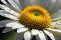 A pristine white daisy with a vibrant yellow center, adorned with dew drops Royalty Free Stock Photo