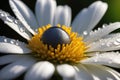 A pristine white daisy with a vibrant yellow center, adorned with dew drops Royalty Free Stock Photo