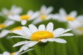 A pristine white daisy with a vibrant yellow center, adorned with dew drops Royalty Free Stock Photo