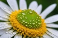 A pristine white daisy with a vibrant yellow center, adorned with dew drops Royalty Free Stock Photo