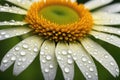 A pristine white daisy with a vibrant yellow center, adorned with dew drops Royalty Free Stock Photo