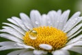 A pristine white daisy with a vibrant yellow center, adorned with dew drops Royalty Free Stock Photo