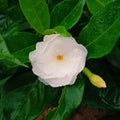 Pristine White Gardenia Bloom with Dewdrops Royalty Free Stock Photo