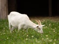 A pristine white goat, contrasting beautifully against the verdant meadow, nibbles contentedly