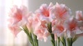 Bouquet of gladiolus flowers on light background, closeup