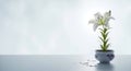 Pristine white lily in a pot with glistening water Royalty Free Stock Photo