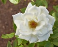 Pristine white rose flower in the garden