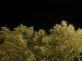 Pristine white snow covered trees with dark star night sky Royalty Free Stock Photo