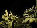 Pristine white snow covered trees with dark star night sky Royalty Free Stock Photo