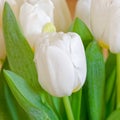 Pristine white tulip flower close up on a white background.