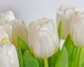Pristine white tulip flowers bouquet close up on a white background.