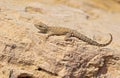 Pristurus rupestris , Persian Rock Gecko or Blanford`s Semaphore Gecko
