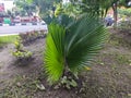 A Pritchardia pacifica plant. Also called as theÂ Fiji fan palm. a species ofÂ palm treeÂ in the genusÂ Pritchardia Royalty Free Stock Photo