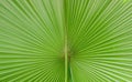 Pritchardia Pacifica Seem Royalty Free Stock Photo