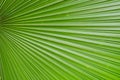 Pritchardia Pacifica Seem Royalty Free Stock Photo