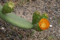 Pritty orange flower and figs of a pricky pear