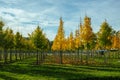 Privat garden, parks tree nursery in Netherlands, specialise in medium to very large sized trees, grey alder trees in rows