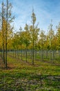 Privat garden, parks tree nursery in Netherlands, specialise in medium to very large sized trees, grey alder trees in rows