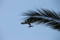 Private airplane flying underneath palm three branch