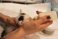 private cat shelter for raising and feeding newborn kittens. A volunteer feeds a lonely kitten from a bottle with a