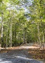 Private Entrance Gravel Road in early Fall Lined with Trees Royalty Free Stock Photo