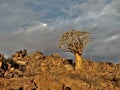 A private farm in Namibia, where about 250 scarlet dichotomous trees grow on a rocky desert. Royalty Free Stock Photo