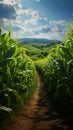 Private farms expanse, orderly rows of young corn showcase lush green growth