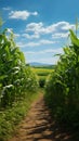 Private farms expanse, orderly rows of young corn showcase lush green growth