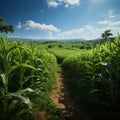 Private farms expanse, orderly rows of young corn showcase lush green growth