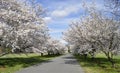 Private street of cherry trees Royalty Free Stock Photo