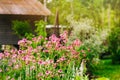 private summer cottage garden view with blooming astrantia.