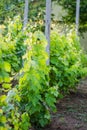 Private yard on the mountain Fruska Gora near the city of Novi Sad, Serbia. Royalty Free Stock Photo