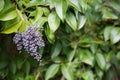 Privet berries bush Royalty Free Stock Photo