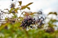 Privet berries on a large bush in a garden Royalty Free Stock Photo