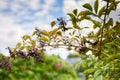 Privet berries on a large bush in a garden Royalty Free Stock Photo