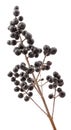 Privet berries. Royalty Free Stock Photo
