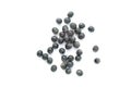 Privet berries. Royalty Free Stock Photo