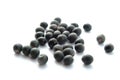 Privet berries. Royalty Free Stock Photo