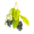 Privet, black poisonous berries Royalty Free Stock Photo