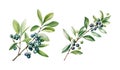 Privet branch, watercolor clipart illustration with isolated background