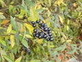 Privet bush in autumn with black berries Royalty Free Stock Photo