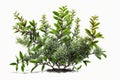 Privet Bush On White Background. Generative AI Royalty Free Stock Photo