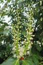 Privet flower evergreen hedge plant