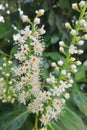 Privet flower evergreen hedge plant