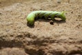 Privet Hawk Moth Caterpillar 834306