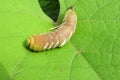 Caterpillar Sphinx ligustri on leaf in the garden, closeup